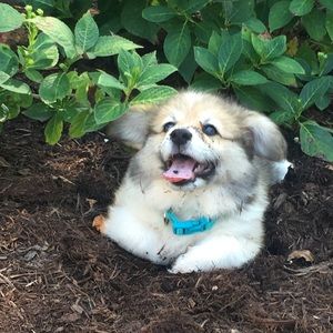 Meet your Posher, Alice